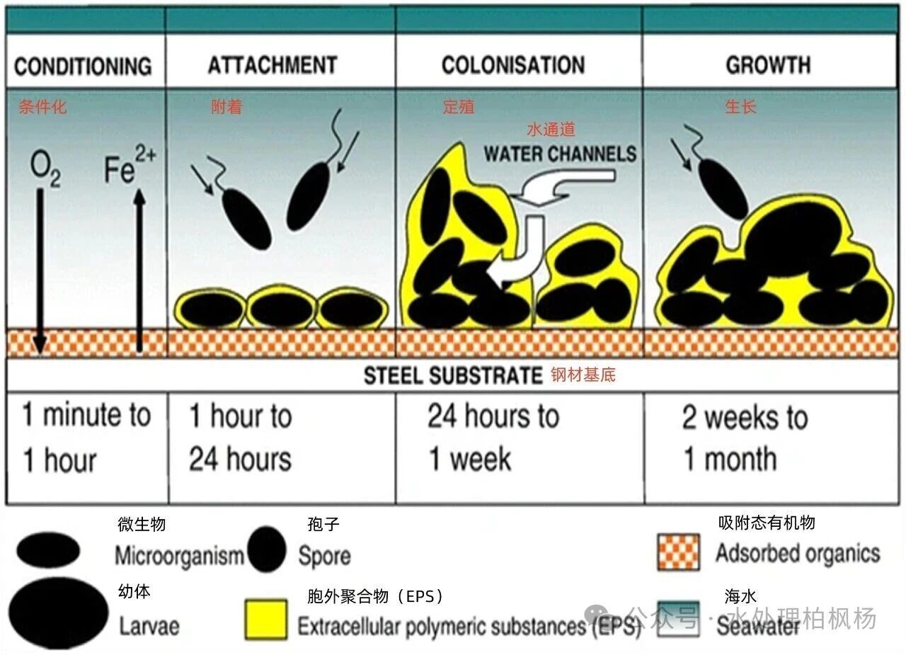 反渗透膜污染:监测、表征、缓解策略及未来方向,第二小节:膜污染